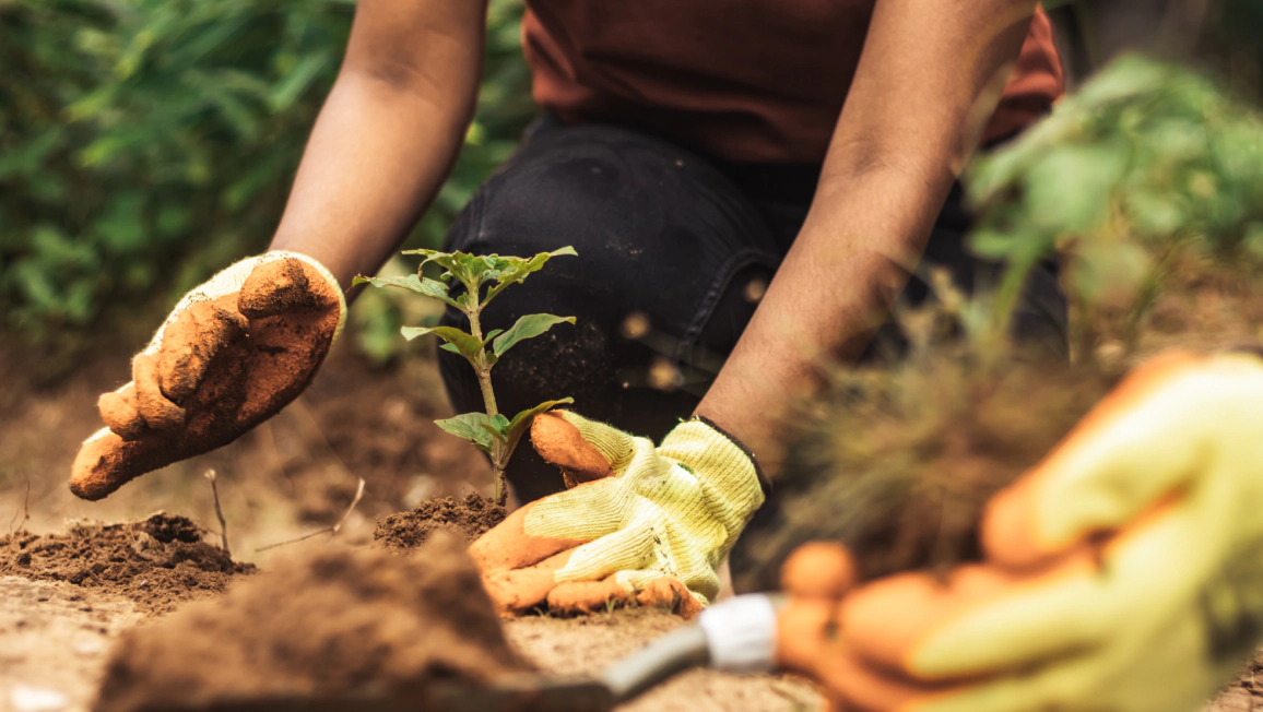 Tree Planting Services (1) Tree Planting Services (1)