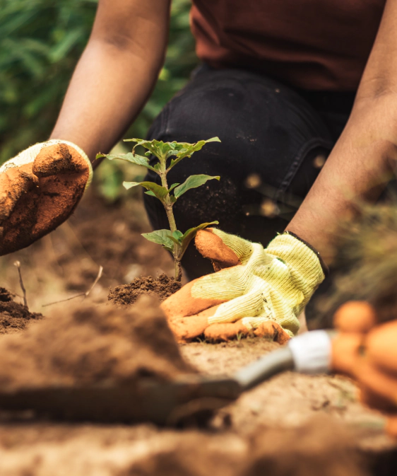Tree Planting Services